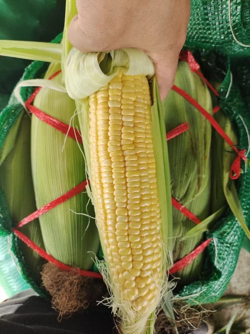 云南水果玉米花超太阳花玉米大量供应，颗粒饱满均匀，对接一