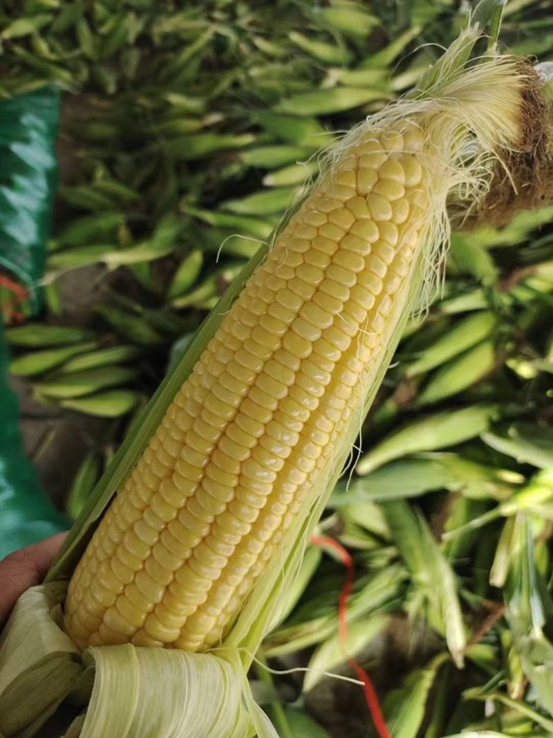 云南水果玉米花超太阳花玉米大量供应，颗粒饱满均匀，对接一