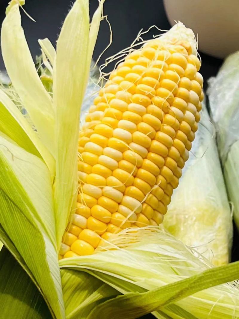 云南水果玉米花超太阳花玉米大量供应，颗粒饱满均匀，对接一