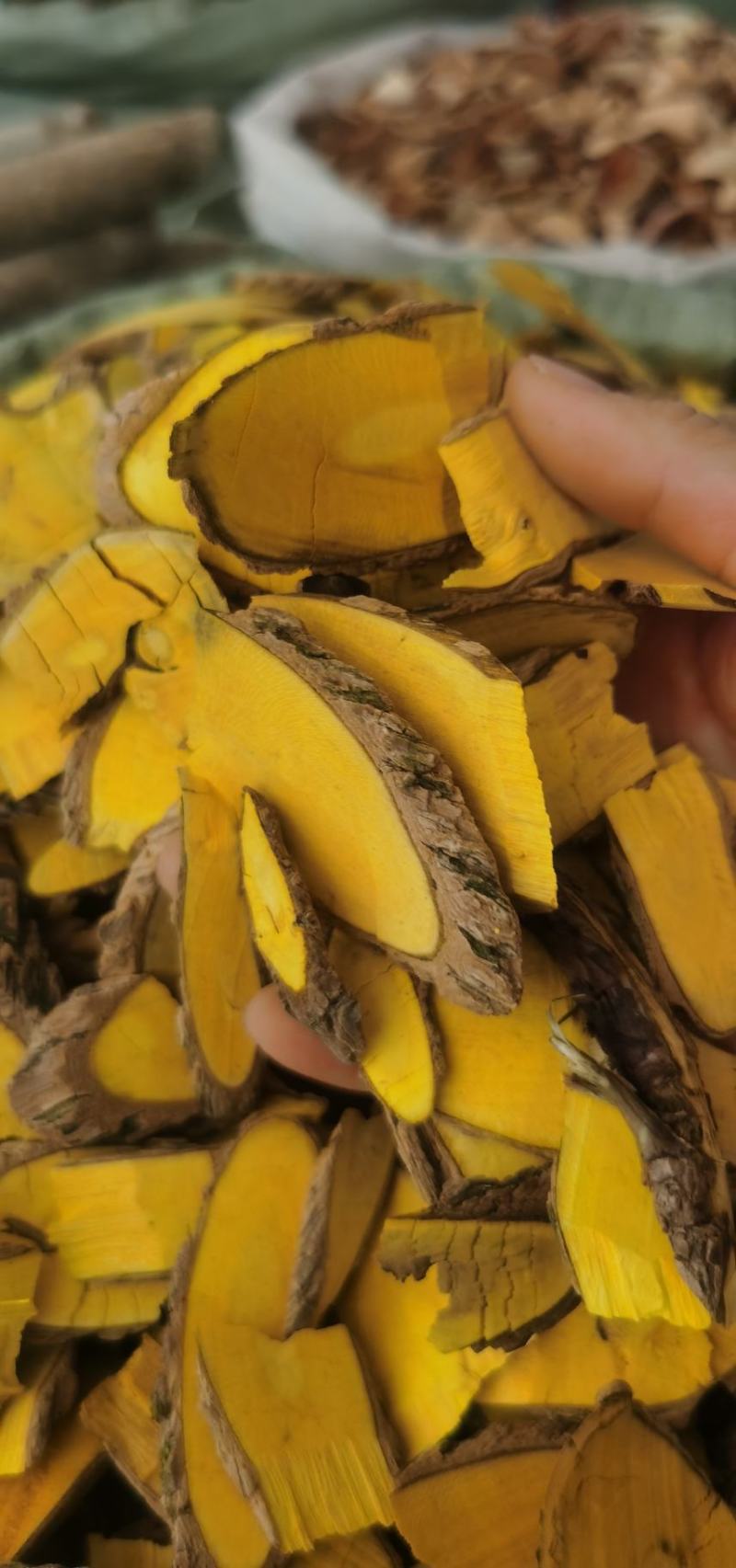 十大功劳土黄连质量保证大货直销批发