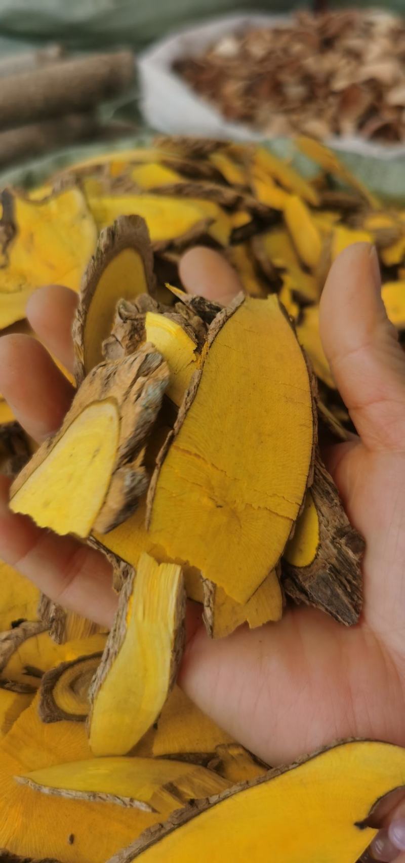 十大功劳土黄连质量保证大货直销批发