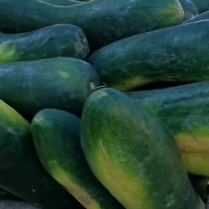 地冬瓜