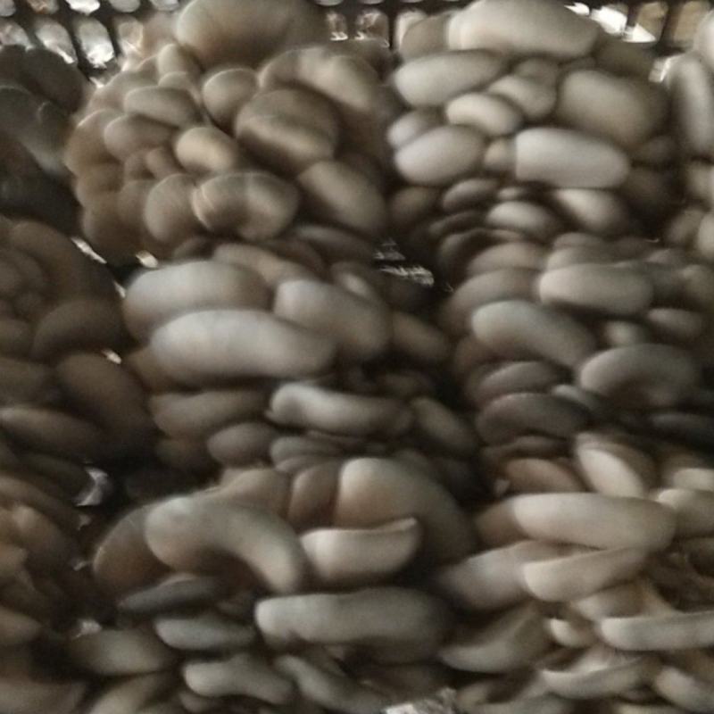 精品头潮，二潮菇，有需要的联系我