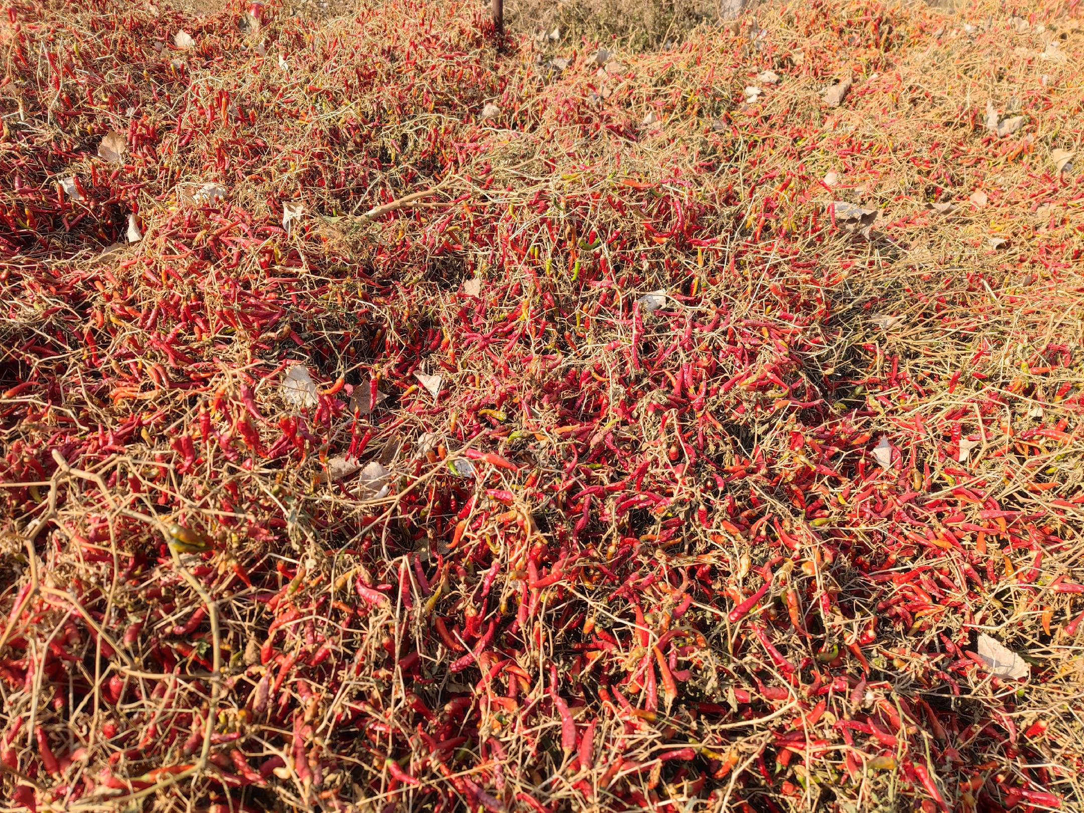 干辣椒田间种植实景