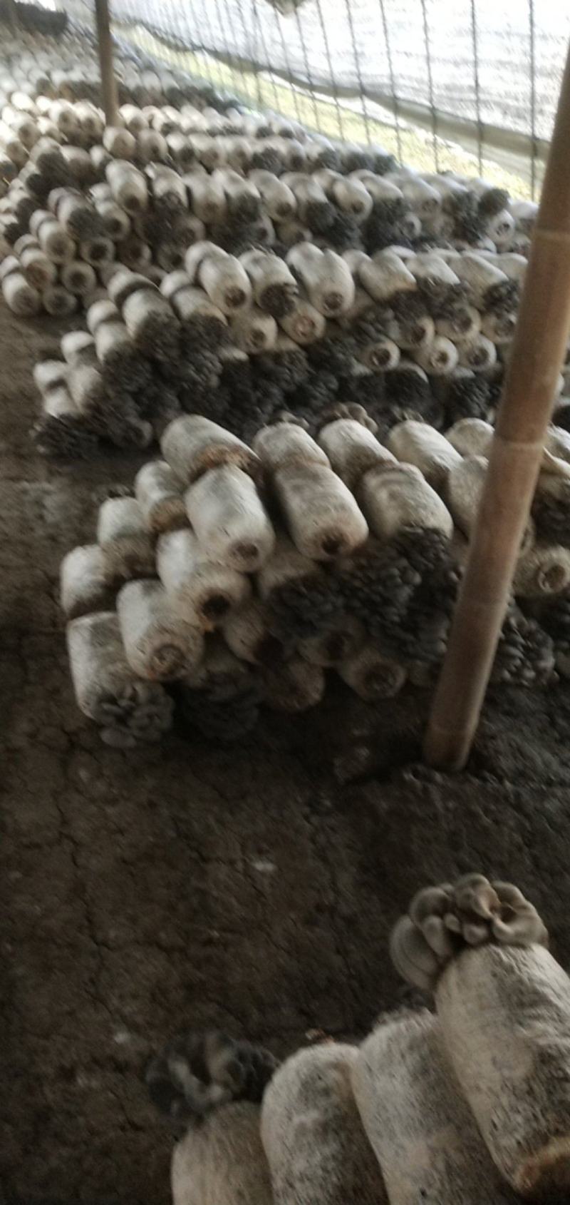 精品头潮，二潮菇，有需要的联系我