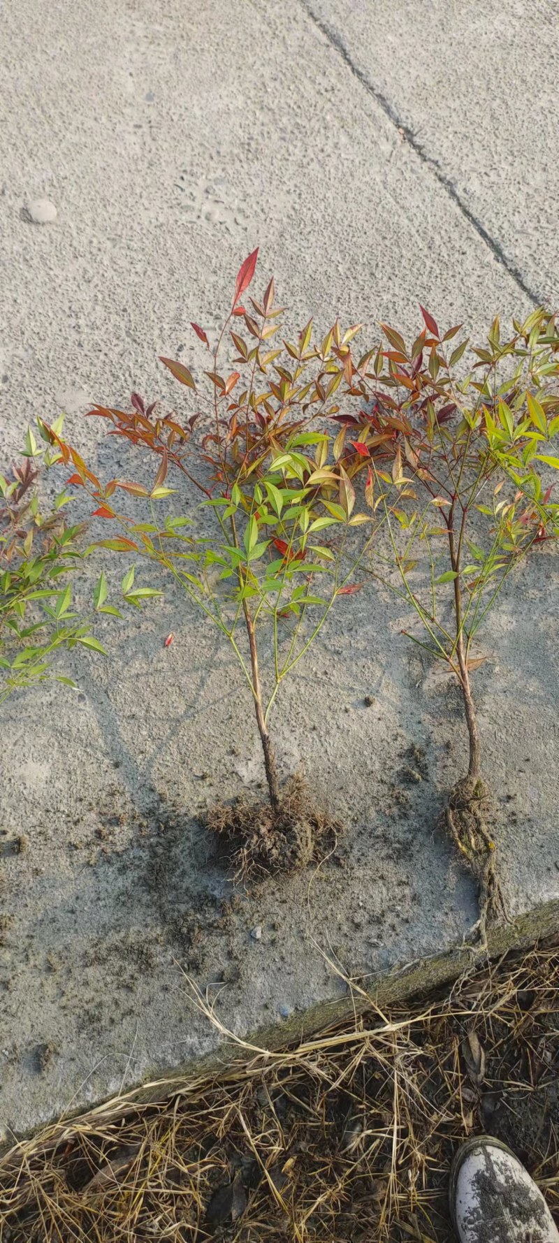 南天竹价格低，成都南天竹基地，南天竹自家苗圃