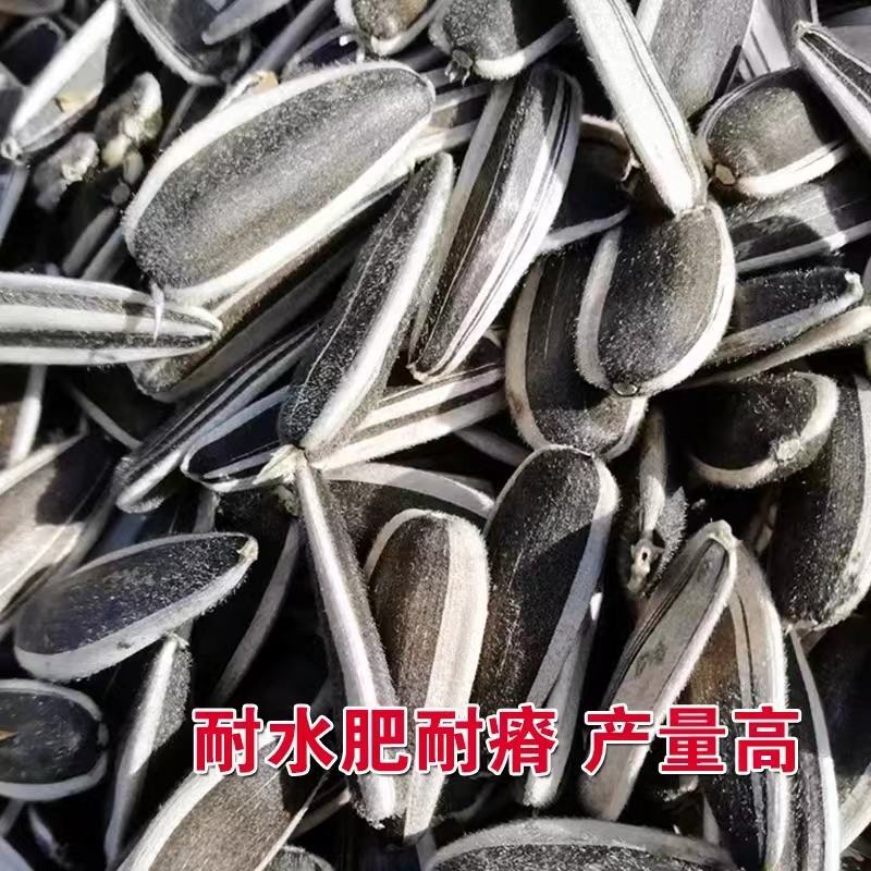 向日葵种孑花种籽子矮四季播种开花高杆观赏盆栽庭院食用葵花
