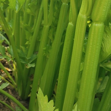 河南商丘夏邑精品西芹大量上市需要联系