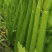 河南商丘夏邑精品西芹大量上市需要联系