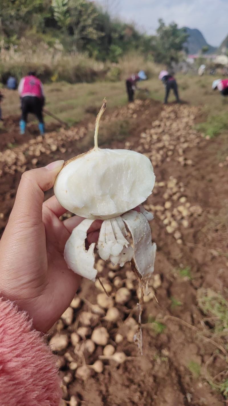 现挖现发《地瓜、凉薯、地萝卜、土瓜》，口感细腻甜嫩