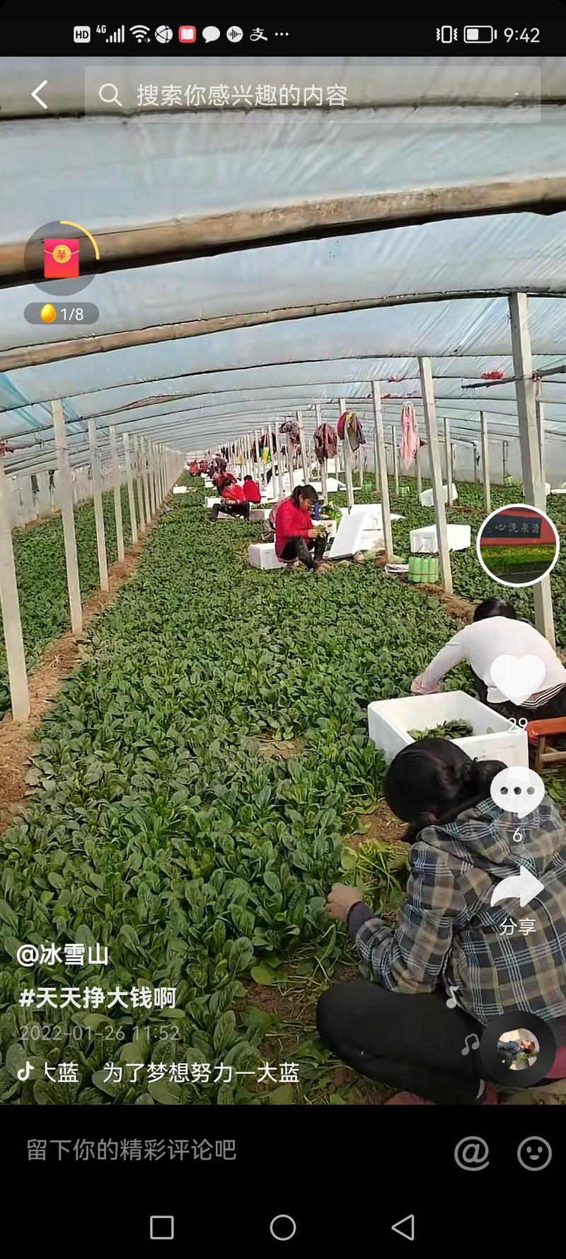 山东省淄博市高青县宝祥合作社万亩拱拱棚菠菜