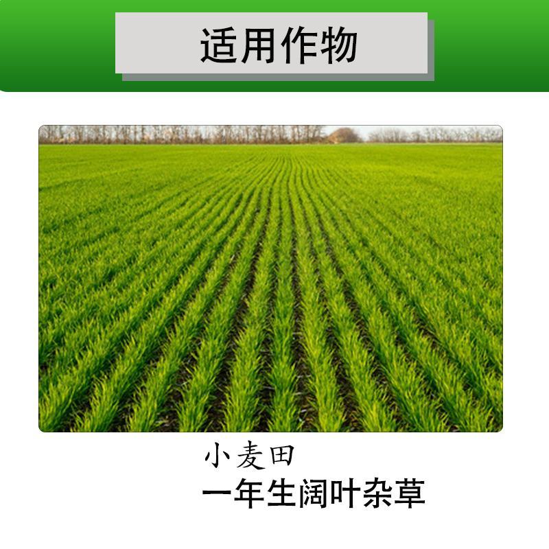 50%二甲氯双氟小麦田专用除草剂荠菜播娘蒿拉拉秧婆婆纳杂