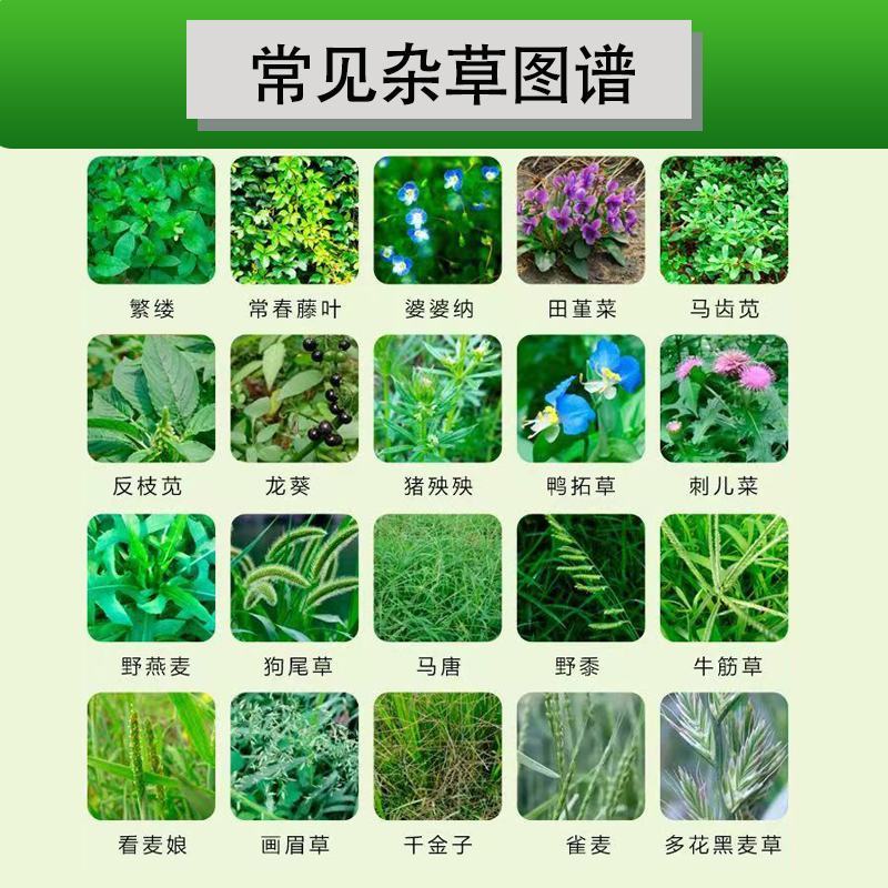 50%二甲氯双氟小麦田专用除草剂荠菜播娘蒿拉拉秧婆婆纳杂