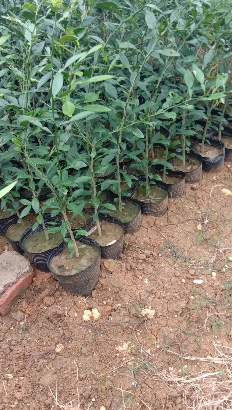 香橙苗香橙奶苗香橙杯苗品质保证签合同出售
