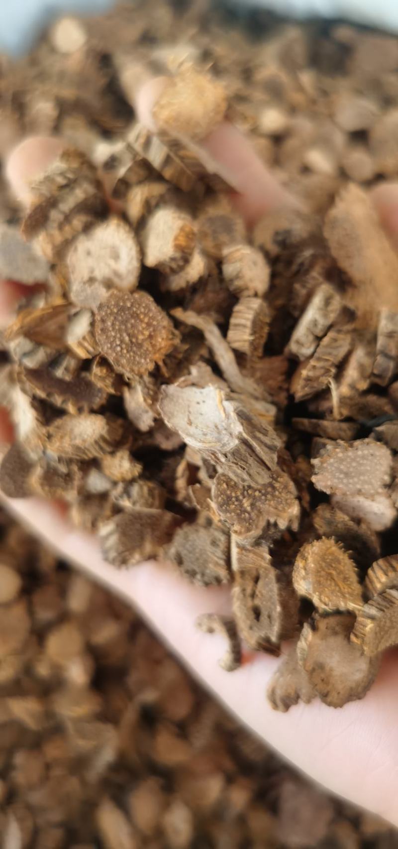 千年建圆片精品货无硫含量高量大从优直销批发