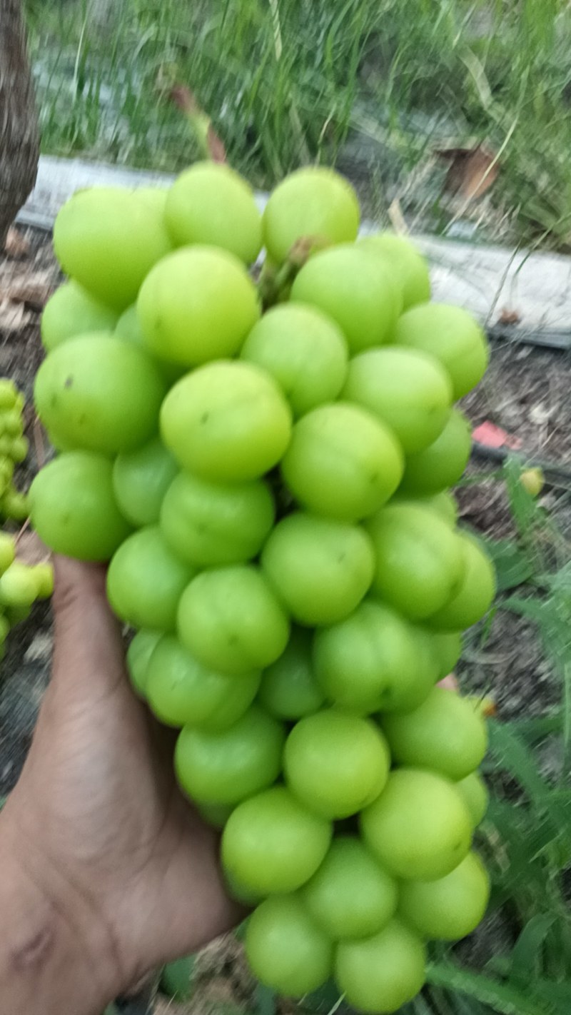 葡萄