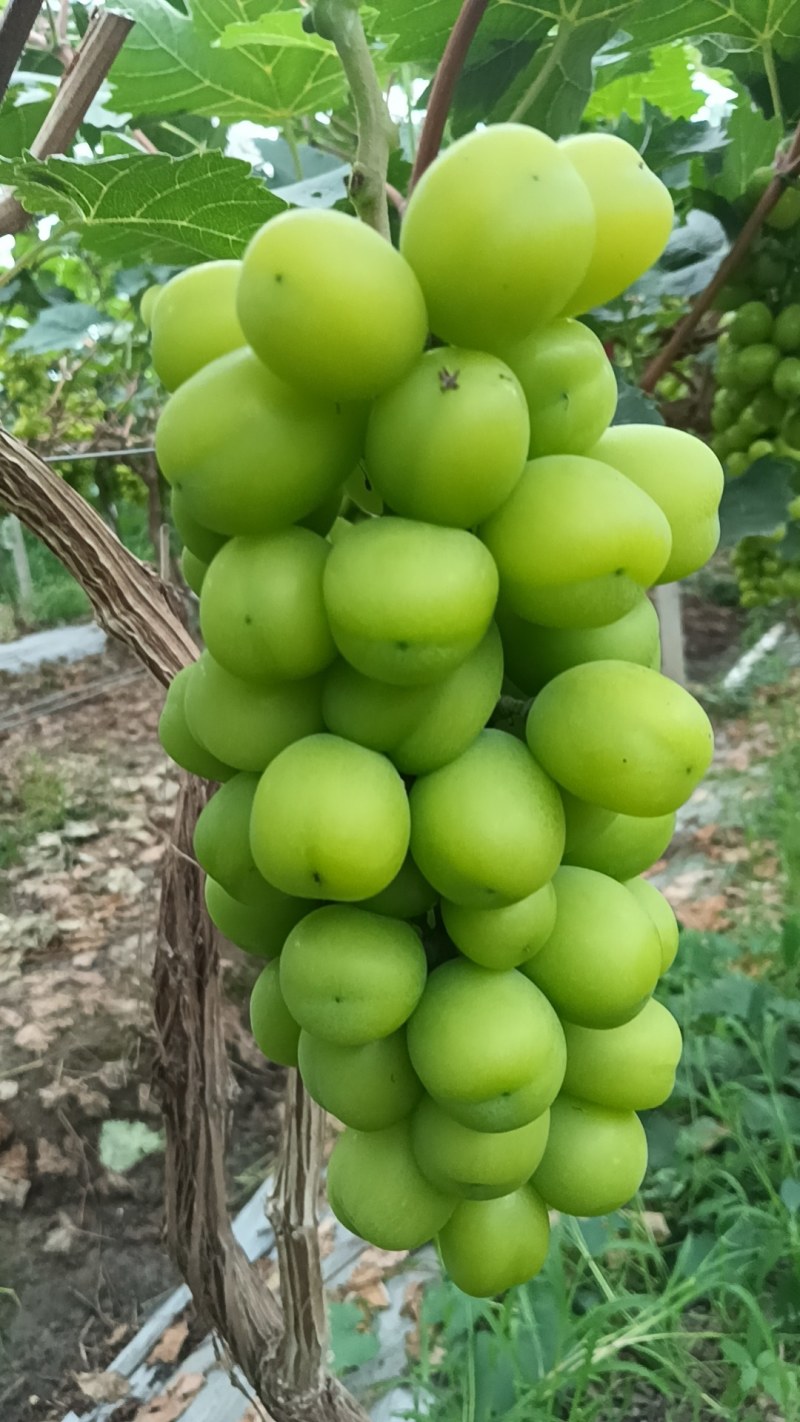 葡萄