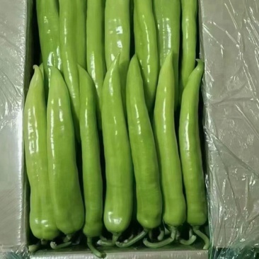 黄皮尖椒基地直发量大从优品质保证欢迎老板电话联系