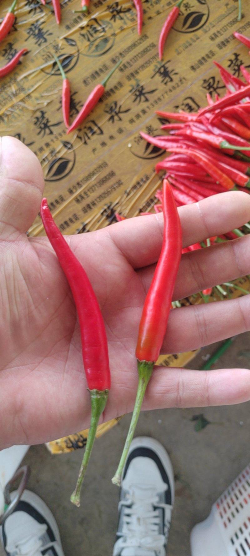 【云南】小米椒产地直采，质量保证，欢迎来电选购，量大从优