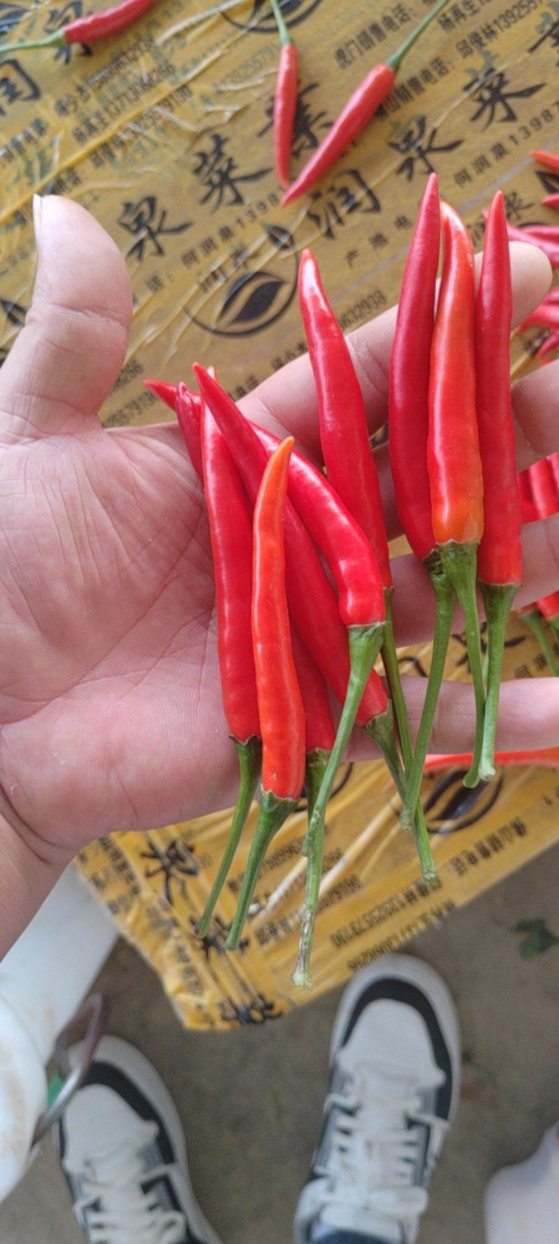 【云南】小米椒产地直采，质量保证，欢迎来电选购，量大从优