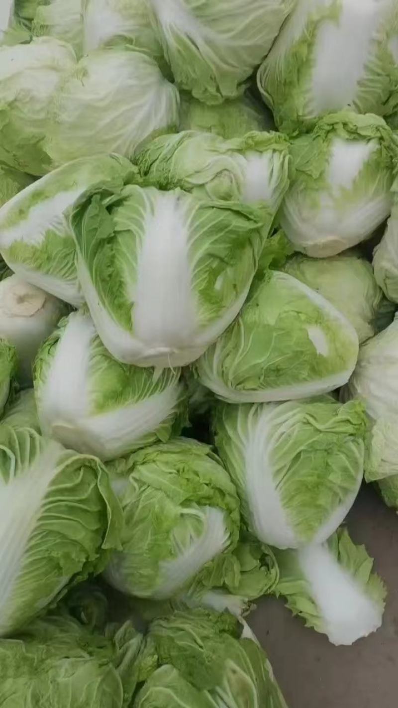 开封大白菜，新乡小包，868等单颗4.5.6斤。全国发货