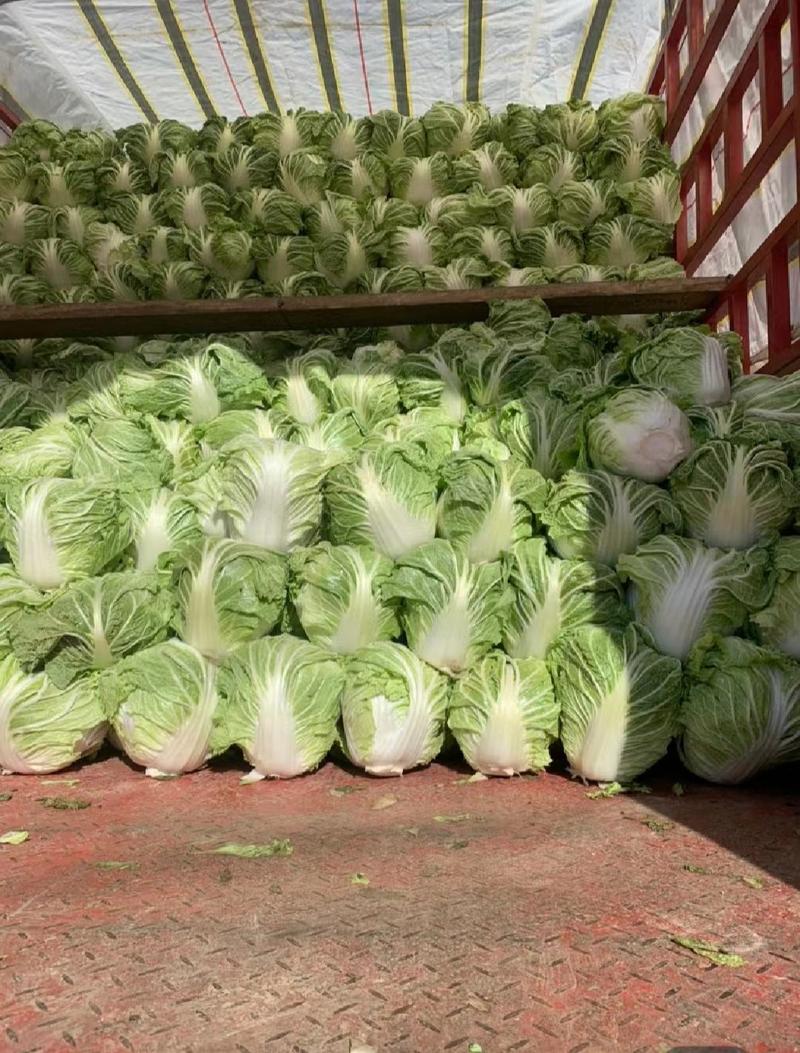 开封大白菜，新乡小包，868等单颗4.5.6斤。全国发货