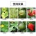 颗粒硼缓释型硼肥基肥底肥保花保果提高座果率作物微量元素肥
