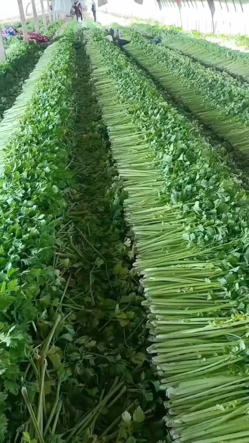 精品！只做精品！！细支芹菜产地直销！！！