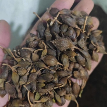 水煮连翘晒干连翘都有欢迎联系咨询质量通关符合标准