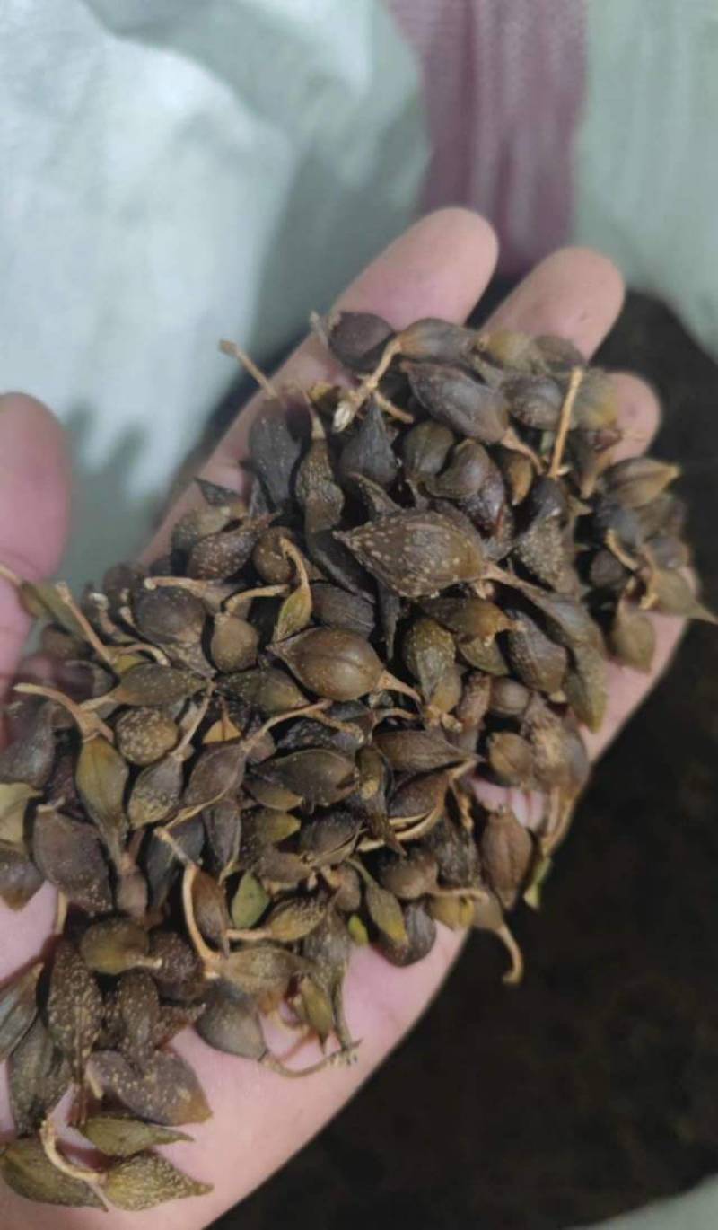 水煮连翘晒干连翘都有欢迎联系咨询质量通关符合标准