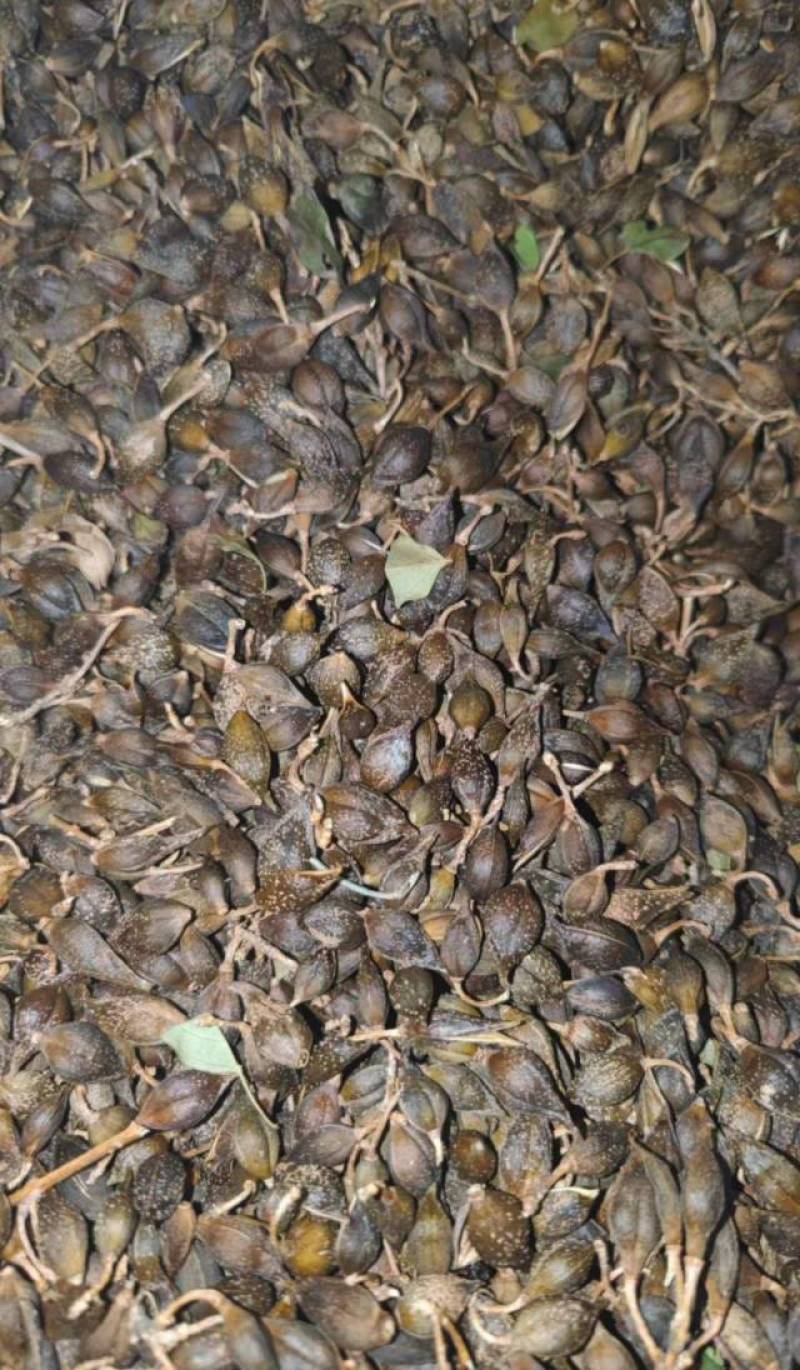 水煮连翘晒干连翘都有欢迎联系咨询质量通关符合标准
