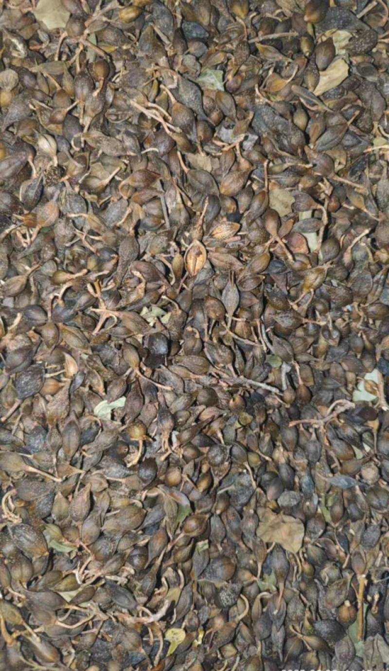 水煮连翘晒干连翘都有欢迎联系咨询质量通关符合标准