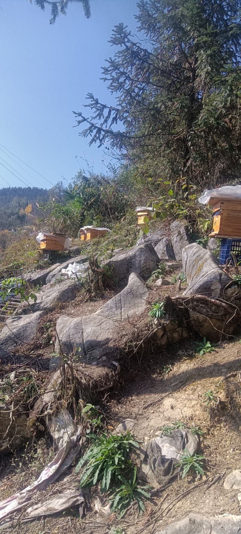 大山中华蜜蜂价格透明诚信经营对接电商批发商欢迎来电