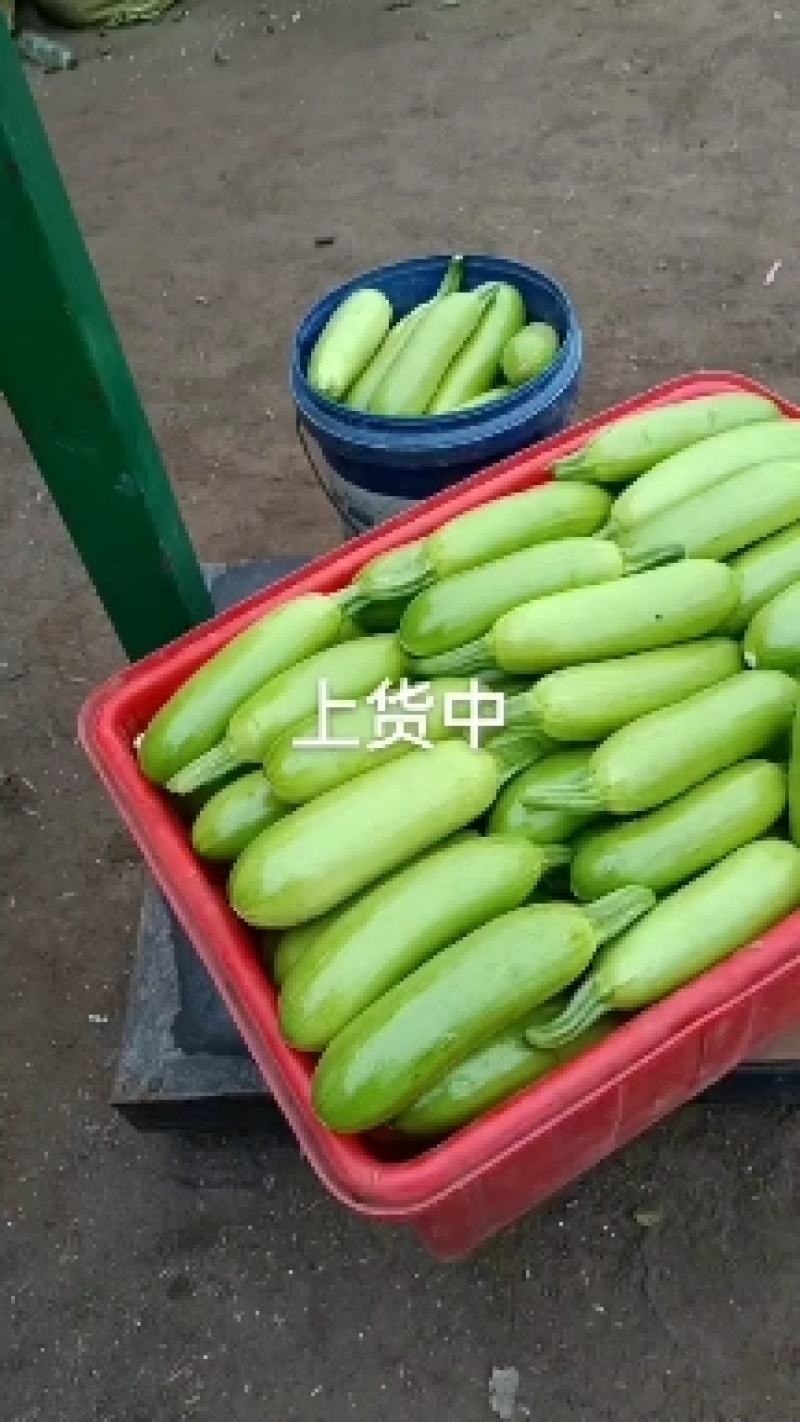 西葫芦费县绿皮西葫芦产地对接市场电商商超可视频看货一条龙