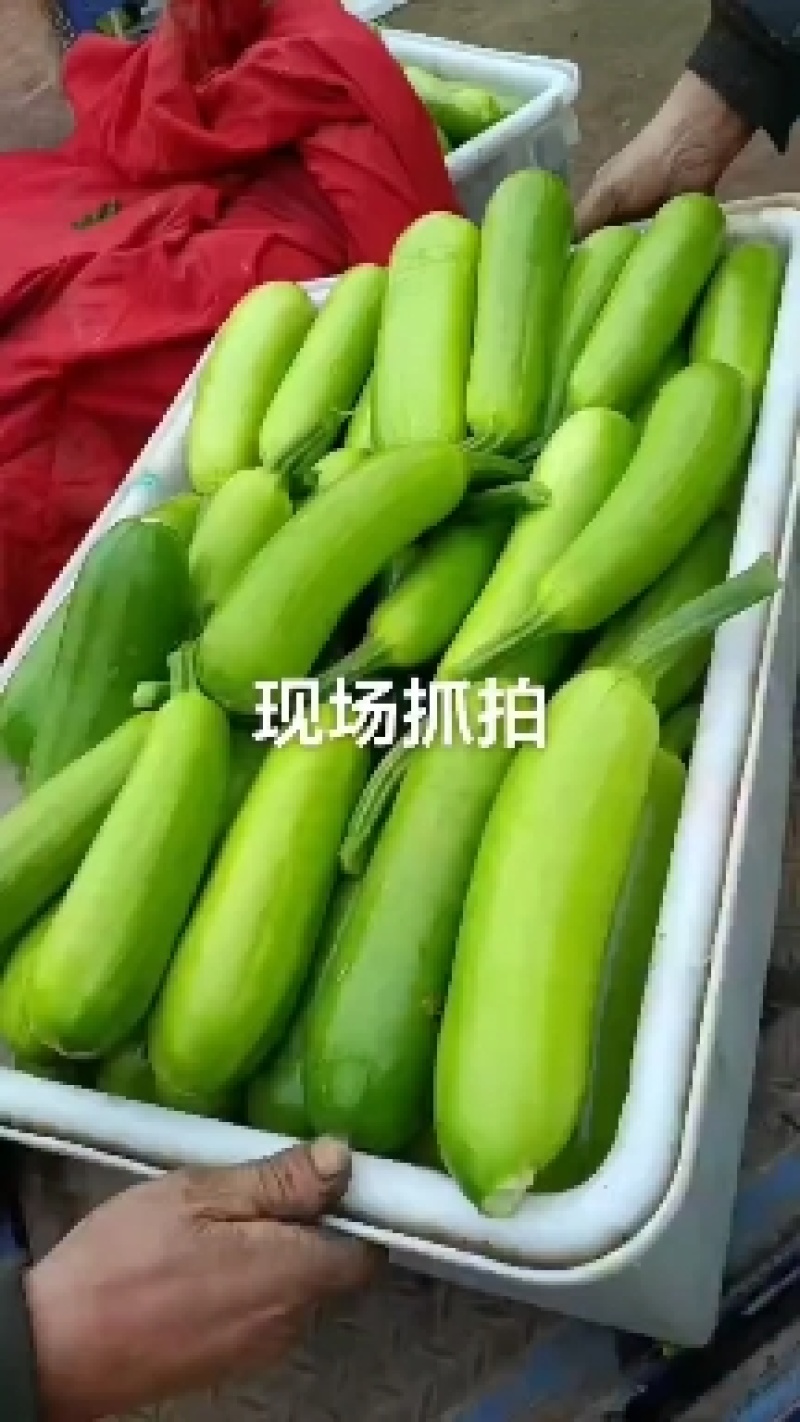 西葫芦费县绿皮西葫芦产地对接市场电商商超可视频看货一条龙