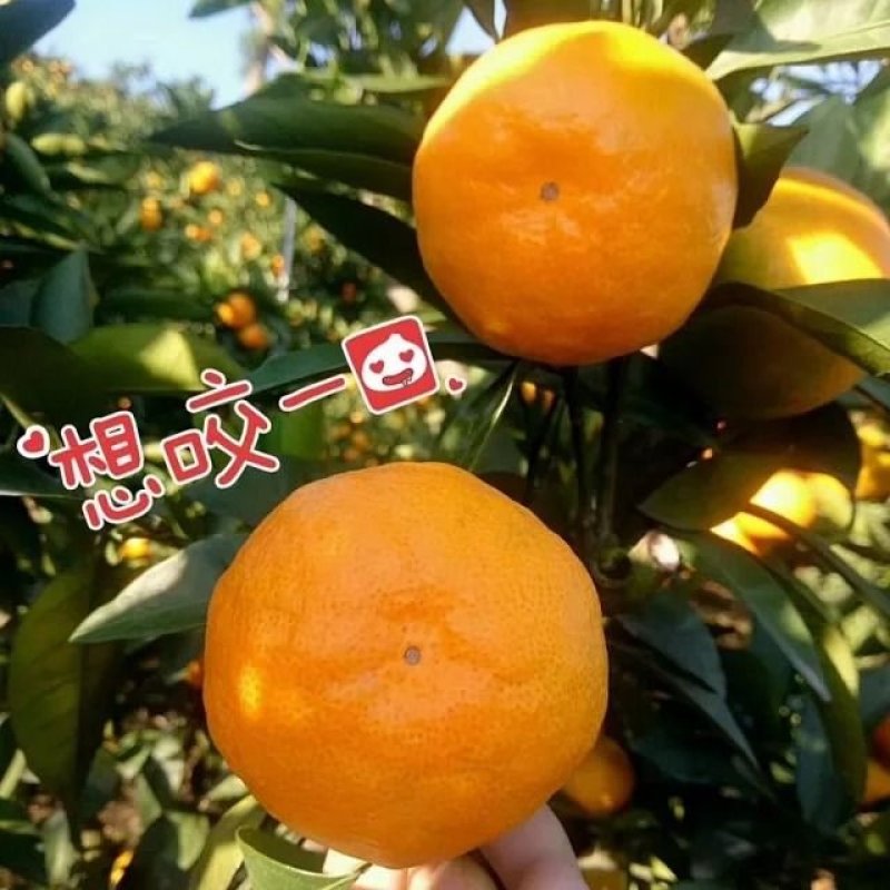 湘西纽何尔脐橙代办一件代发多多平台，出口