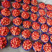 红颜草莓，大量上市，品质保证，欢迎大家来电咨询