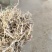 23年黄豆秸秆压块干草料，颜色黄白，过筛除尘粉碎过风选机