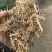 23年黄豆秸秆压块干草料，颜色黄白，过筛除尘粉碎过风选机