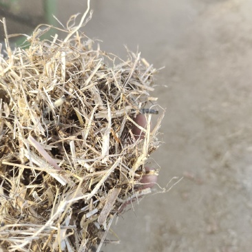 23年黄豆秸秆压块干草料，颜色黄白，过筛除尘粉碎过风选机
