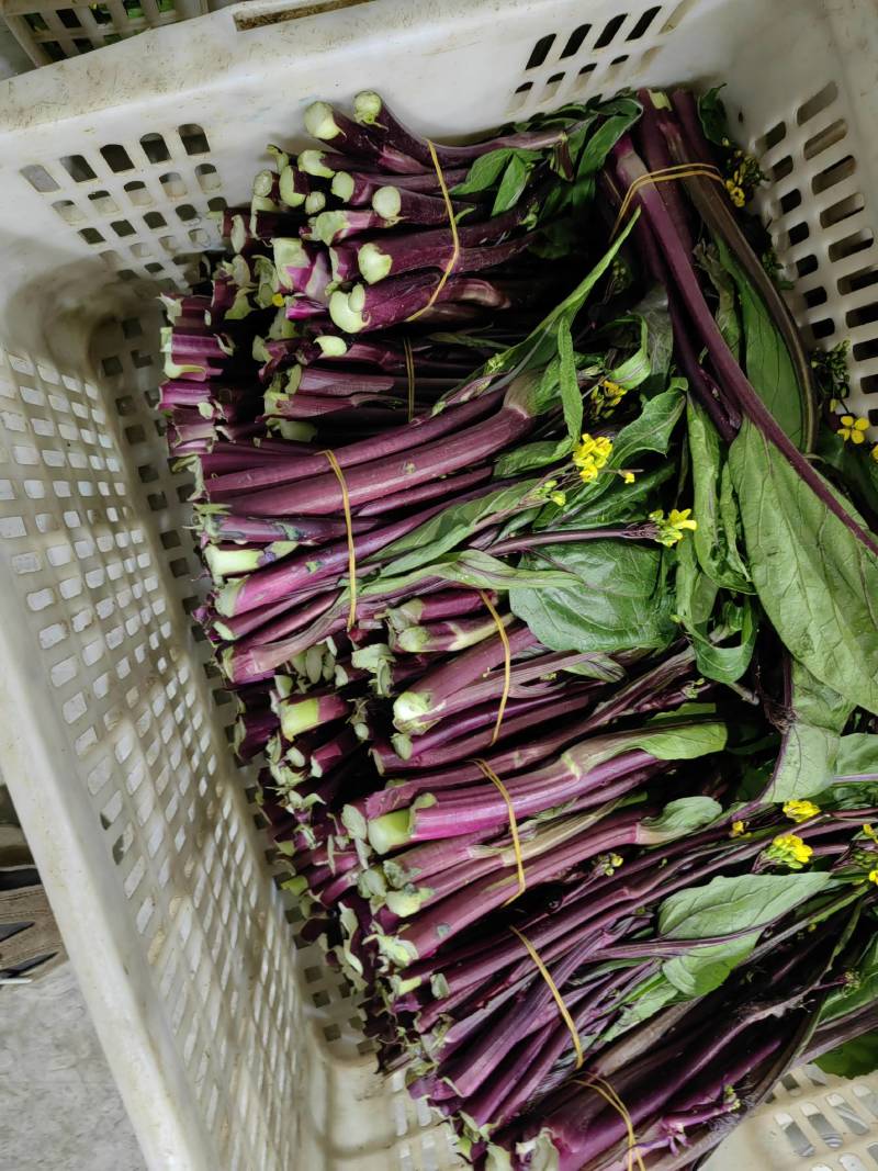 潜江菜苔红菜苔颜色亮丽鲜嫩多汁统计规格承接餐饮食堂加工市场