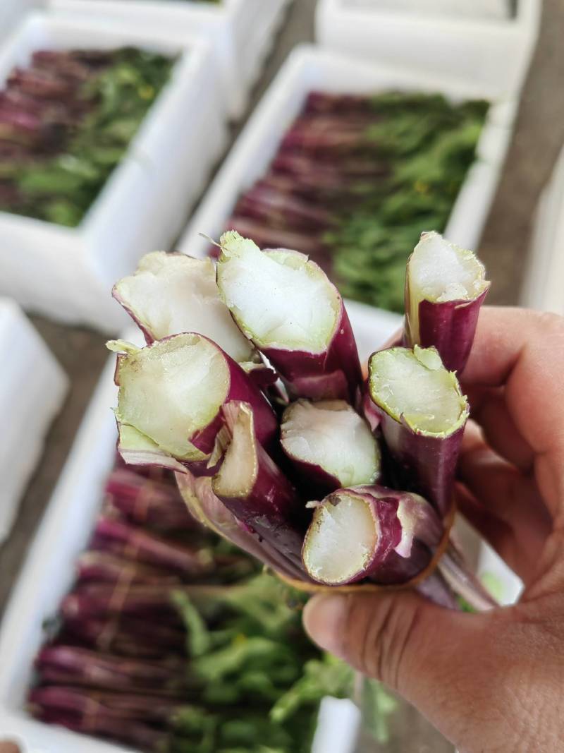 潜江菜苔红菜苔颜色亮丽鲜嫩多汁统计规格承接餐饮食堂加工市场