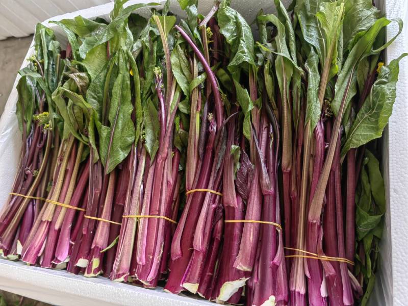 潜江菜苔红菜苔颜色亮丽鲜嫩多汁统计规格承接餐饮食堂加工市场