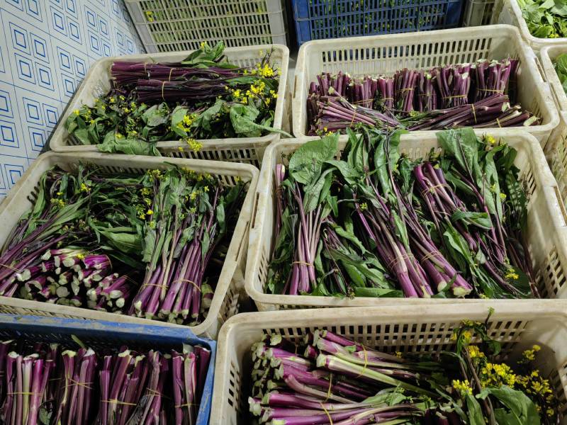 潜江菜苔红菜苔颜色亮丽鲜嫩多汁统计规格承接餐饮食堂加工市场