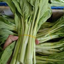 湖北菜苔白菜苔青菜苔货量大提供泡沫箱纸箱按要求分拣打包损耗少