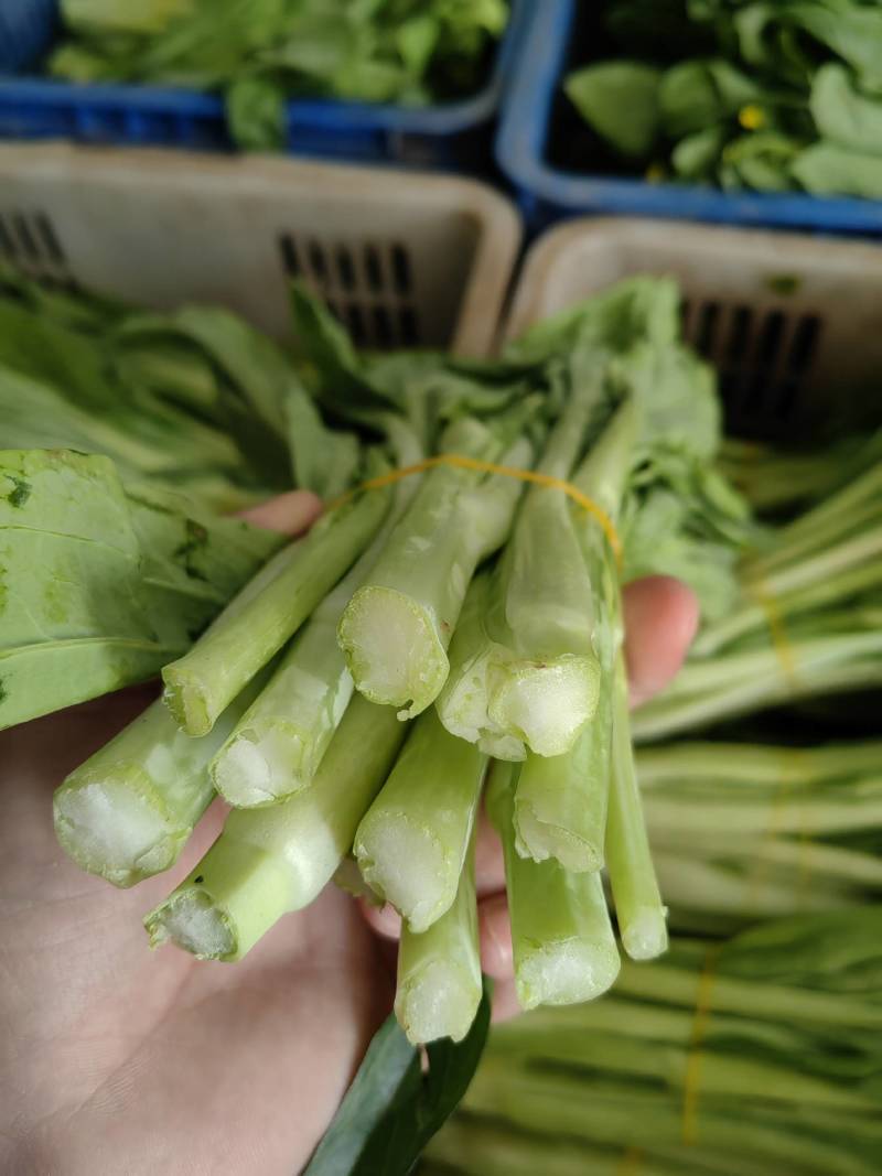 湖北菜苔白菜苔青菜苔货量大提供泡沫箱纸箱按要求分拣打包损耗少