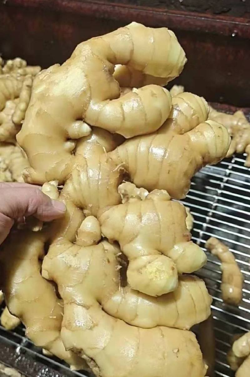 山东大姜【出口迪拜各国】烘干姜水洗姜/加工出口/市场商超