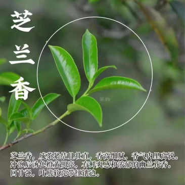 碳焙芝兰香