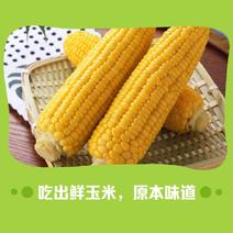 18精品黄糯玉米大量供应2023年12月生产