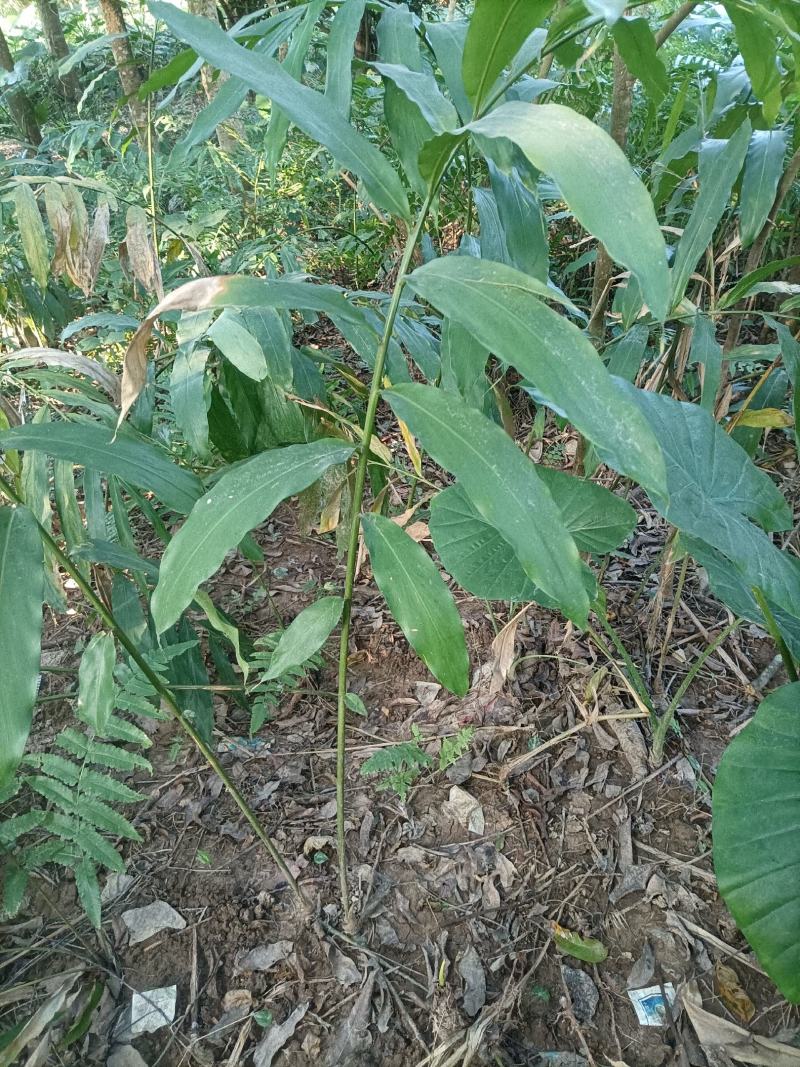 正宗阳春现挖春砂仁鲜根